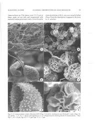 Attēlu rezultāti vaicājumam “Symphytocarpus trechisporus spores”