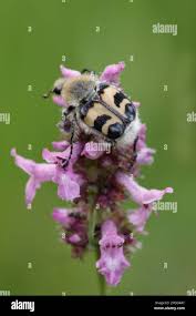 Attēlu rezultāti vaicājumam “Trichius fasciatus”