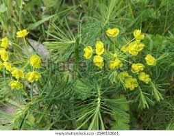 Attēlu rezultāti vaicājumam “Euphorbia cyparissias leaf”