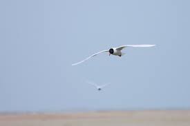 Attēlu rezultāti vaicājumam “Larus minutus”