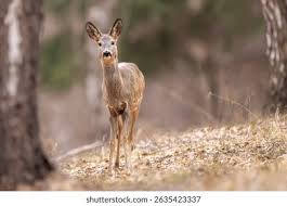 Attēlu rezultāti vaicājumam “Capreolus capreolus”