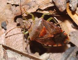 Attēlu rezultāti vaicājumam “Elasmucha grisea imago”