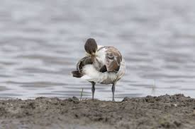 Attēlu rezultāti vaicājumam “Tadorna tadorna juvenile”
