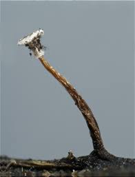 Attēlu rezultāti vaicājumam “Didymium bahiense”