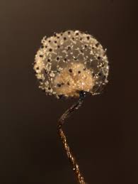 Attēlu rezultāti vaicājumam “Cribraria microcarpa”