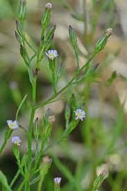 Attēlu rezultāti vaicājumam “Symphyotrichum x salignum”