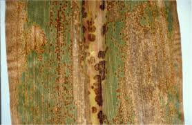 Attēlu rezultāti vaicājumam “Physarum viride stalked”