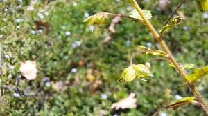 Attēlu rezultāti vaicājumam “Veronica persica fruit”