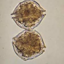 Attēlu rezultāti vaicājumam “Physarum alexandrowiczii sessile”