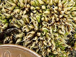 Attēlu rezultāti vaicājumam “Acaulon muticum sporophyte”