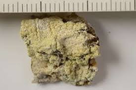 Attēlu rezultāti vaicājumam “Pertusaria flavida”