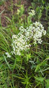 Attēlu rezultāti vaicājumam “Galium boreale flower”