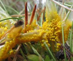 Attēlu rezultāti vaicājumam “Badhamia lilacina macro”