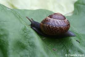 Attēlu rezultāti vaicājumam “Arianta arbustorum”