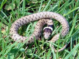 Attēlu rezultāti vaicājumam “Natrix natrix adult”