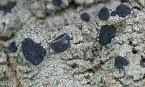 Attēlu rezultāti vaicājumam “Lecidella elaeochroma”