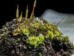 Attēlu rezultāti vaicājumam “Bryum funkii macro”