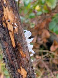 Attēlu rezultāti vaicājumam “Postia tephroleucus”