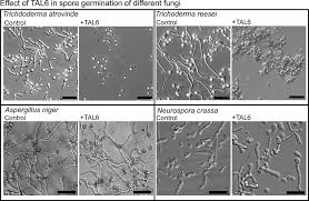 Attēlu rezultāti vaicājumam “Diderma testaceum spores”