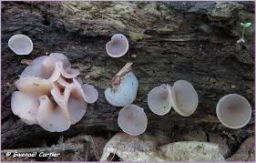 Attēlu rezultāti vaicājumam “Peziza varia”