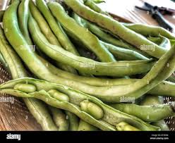 Attēlu rezultāti vaicājumam “Vicia faba”