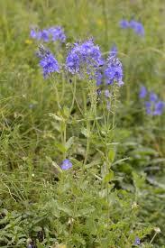 Attēlu rezultāti vaicājumam “Veronica austriaca subsp. teucrium bud”