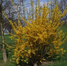 Attēlu rezultāti vaicājumam “Forsythia”