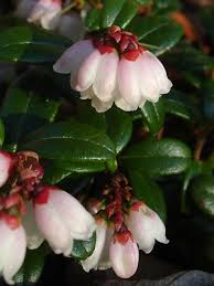 Attēlu rezultāti vaicājumam “Vaccinium vitis-idaea bud”