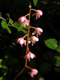 Attēlu rezultāti vaicājumam “Pyrolaceae”
