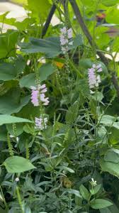 Attēlu rezultāti vaicājumam “Chenopodium acerifolium flower”