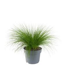 Attēlu rezultāti vaicājumam “Festuca altissima flower”