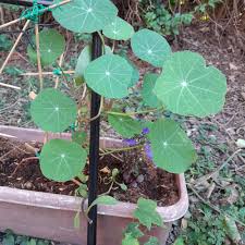 Attēlu rezultāti vaicājumam “Tropaeolum majus leaf”