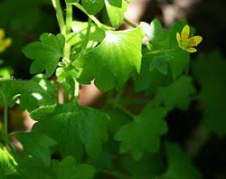 Attēlu rezultāti vaicājumam “Saxifraga cymbalaria”