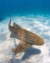 Image result for Stegostoma tigrinum