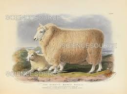 Attēlu rezultāti vaicājumam “Ovis aries”