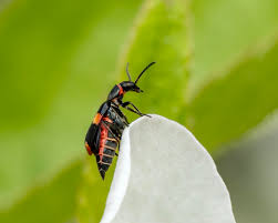 Attēlu rezultāti vaicājumam “Anthocomus fasciatus”