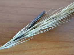 Attēlu rezultāti vaicājumam “Hordelymus europaeus”