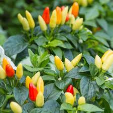 Afbeeldingsresultaat voor numex chimayo hot pepper