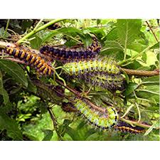 Attēlu rezultāti vaicājumam “Saturnia pavonia eggs”