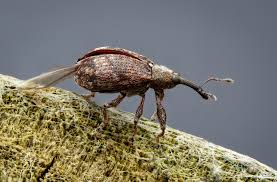 Attēlu rezultāti vaicājumam “Anthonomus pomorum”