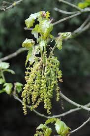 Attēlu rezultāti vaicājumam “Quercus robur male flower”