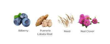 Attēlu rezultāti vaicājumam “Phragmites communis fruit”