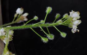 Attēlu rezultāti vaicājumam “Circaea alpina flower”