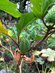 Attēlu rezultāti vaicājumam “Datura stramonium fruit”