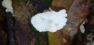 Attēlu rezultāti vaicājumam “Gloeoporus taxicola”