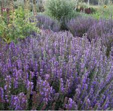 Attēlu rezultāti vaicājumam “Hyssopus officinalis flower”