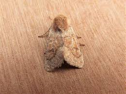 Attēlu rezultāti vaicājumam “Orthosia miniosa”