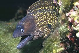 Image result for Muraena helena