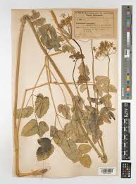 Attēlu rezultāti vaicājumam “Laserpitium latifolium leaf”