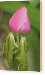 Attēlu rezultāti vaicājumam “Podophyllum hexandrum flower”